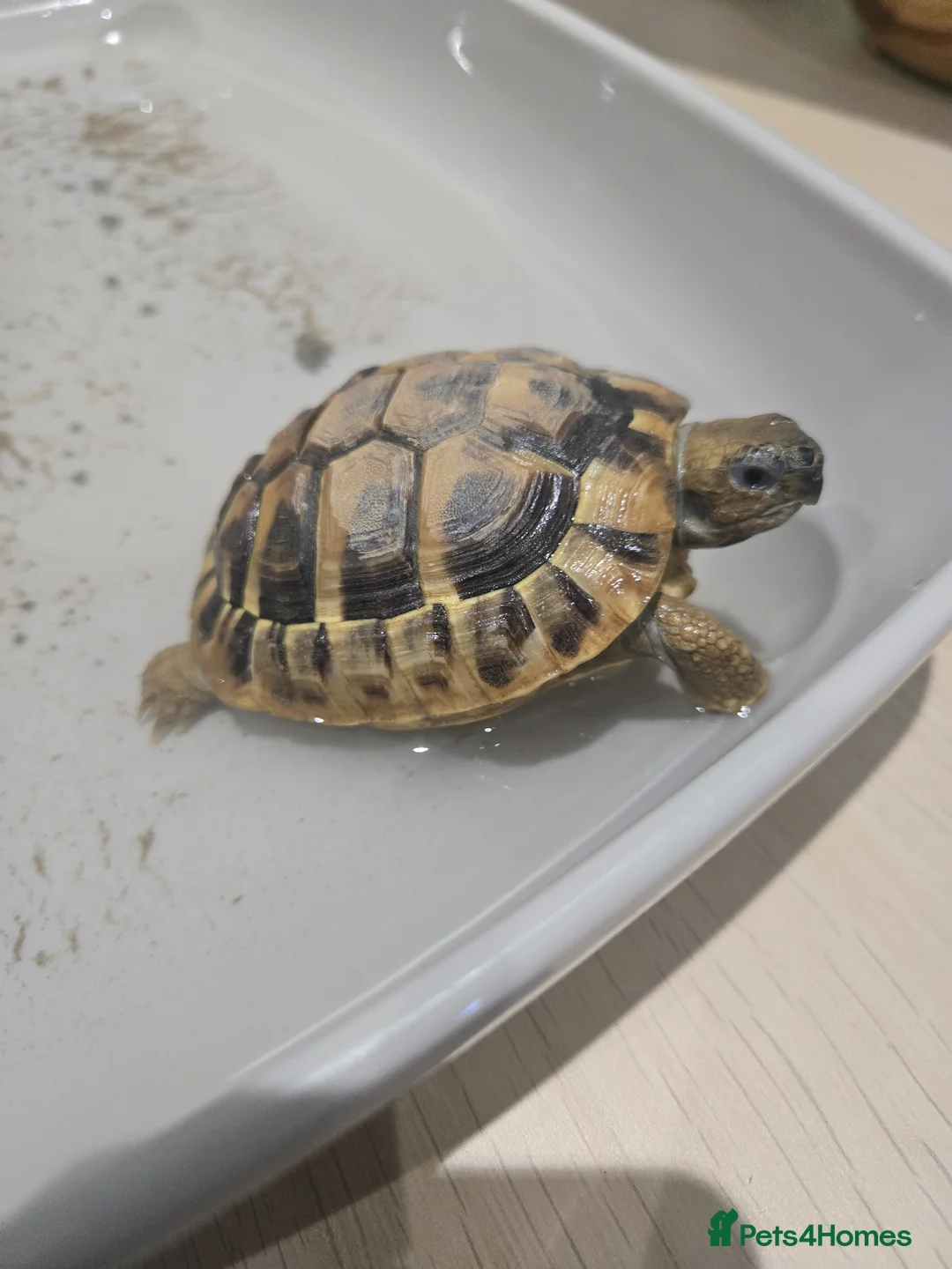 Tortoise reptiles for sale: Herman tortoise with full viv setup in Dunmow - Advert 2