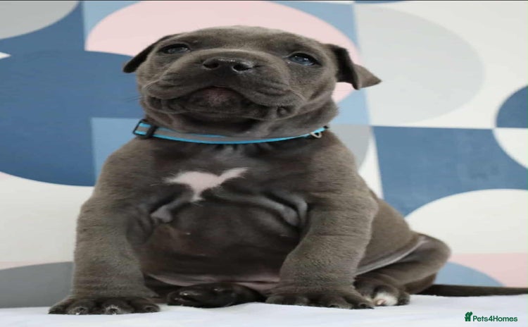 Mixed Breed dogs - Advert 5
