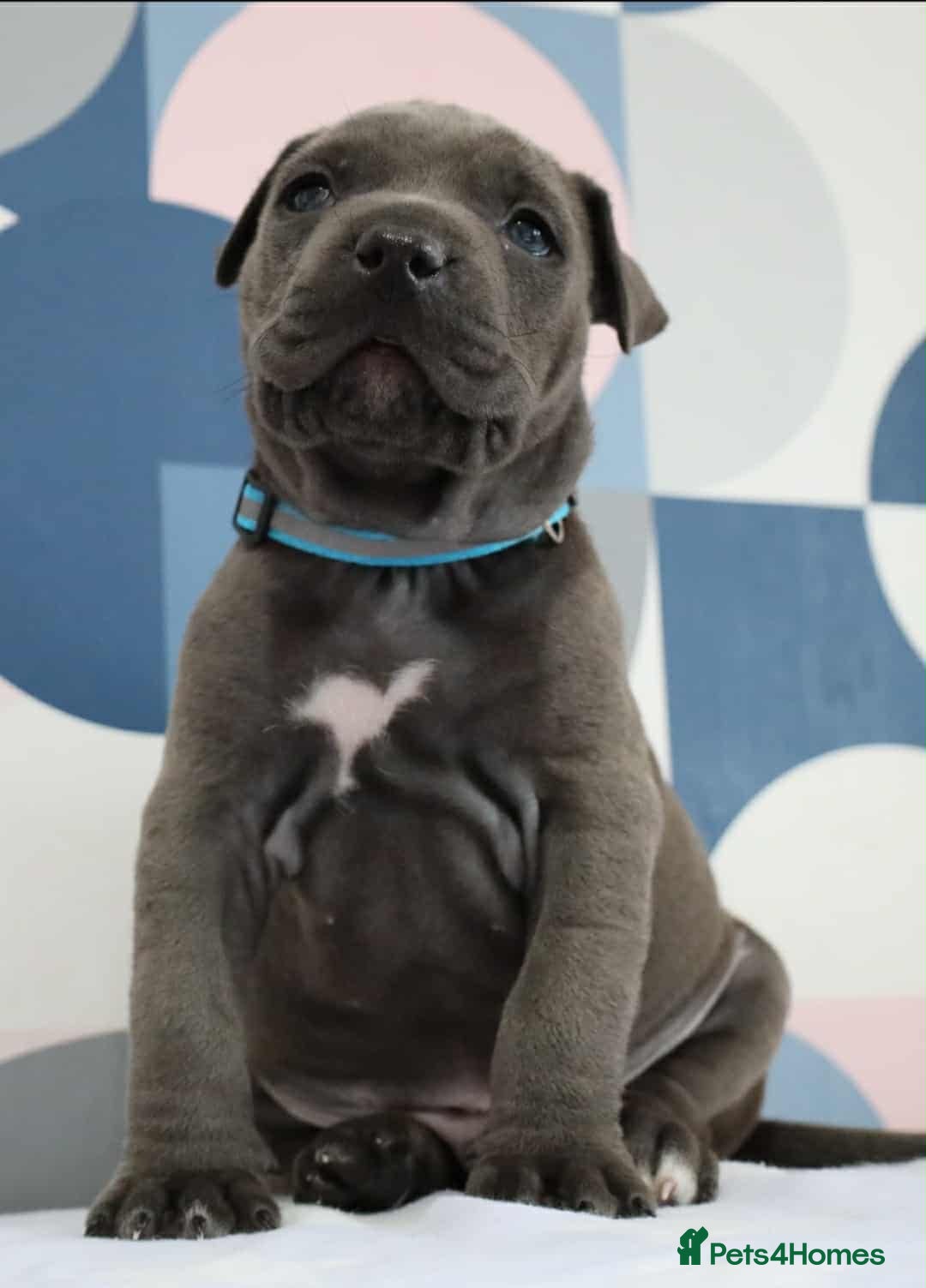Mixed Breed dogs for sale: American bulldog mix puppy - Image 1