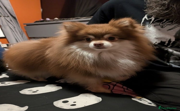 Pomeranian dogs - Advert 1