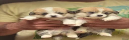 Welsh Corgi Pembroke dogs for sale: Champion Sired Corgi Pembroke puppies available  - Advert 8