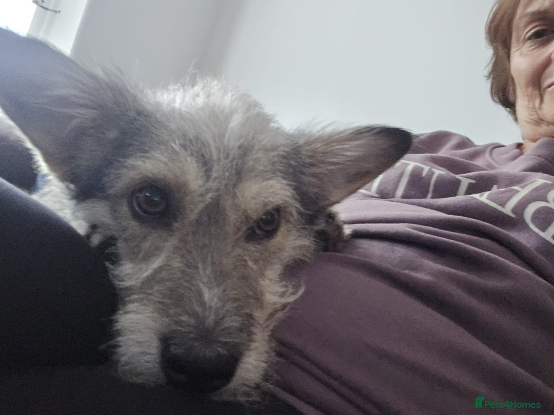 Mixed Breed dogs for adoption: 💙🐶 SCRUFFY 🐶💙 - Image 6
