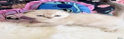 Scottish Fold cats for sale: 🐾 Stunning Scottish kitties 🐾 - Advert 14