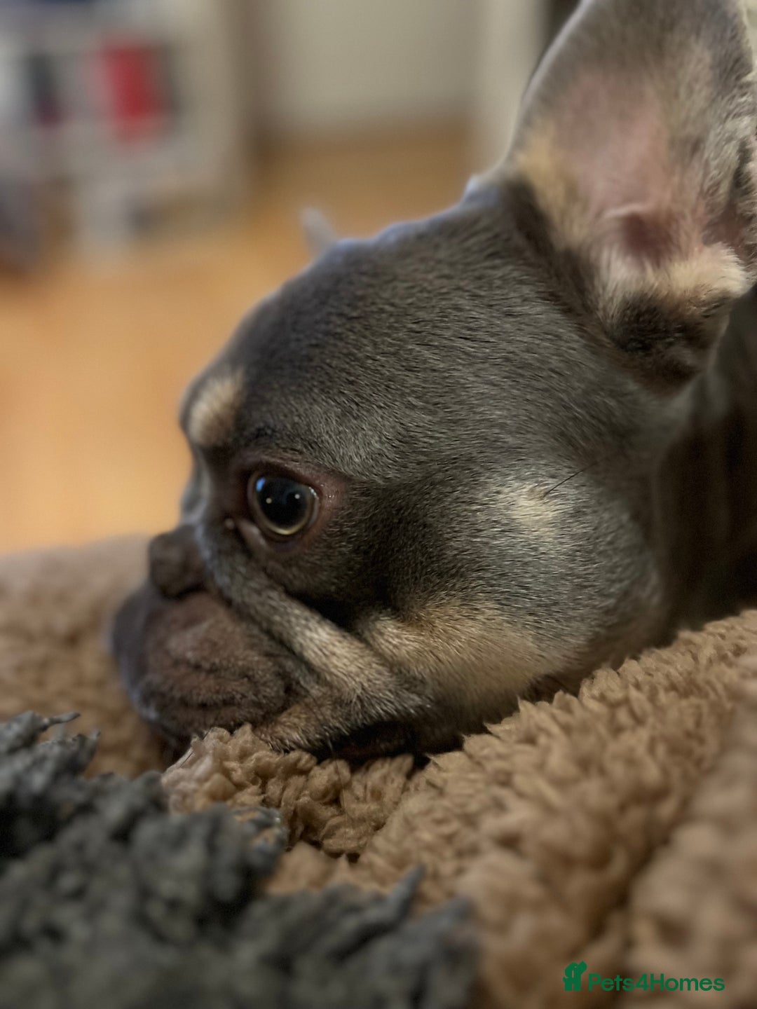 French Bulldog dogs for sale: Say hello to Kobe - Advert 4