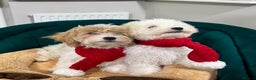 Maltipoo dogs for sale: 2 GORGEOUS FEMALE MALTIPOO PUPPIES - Advert 5