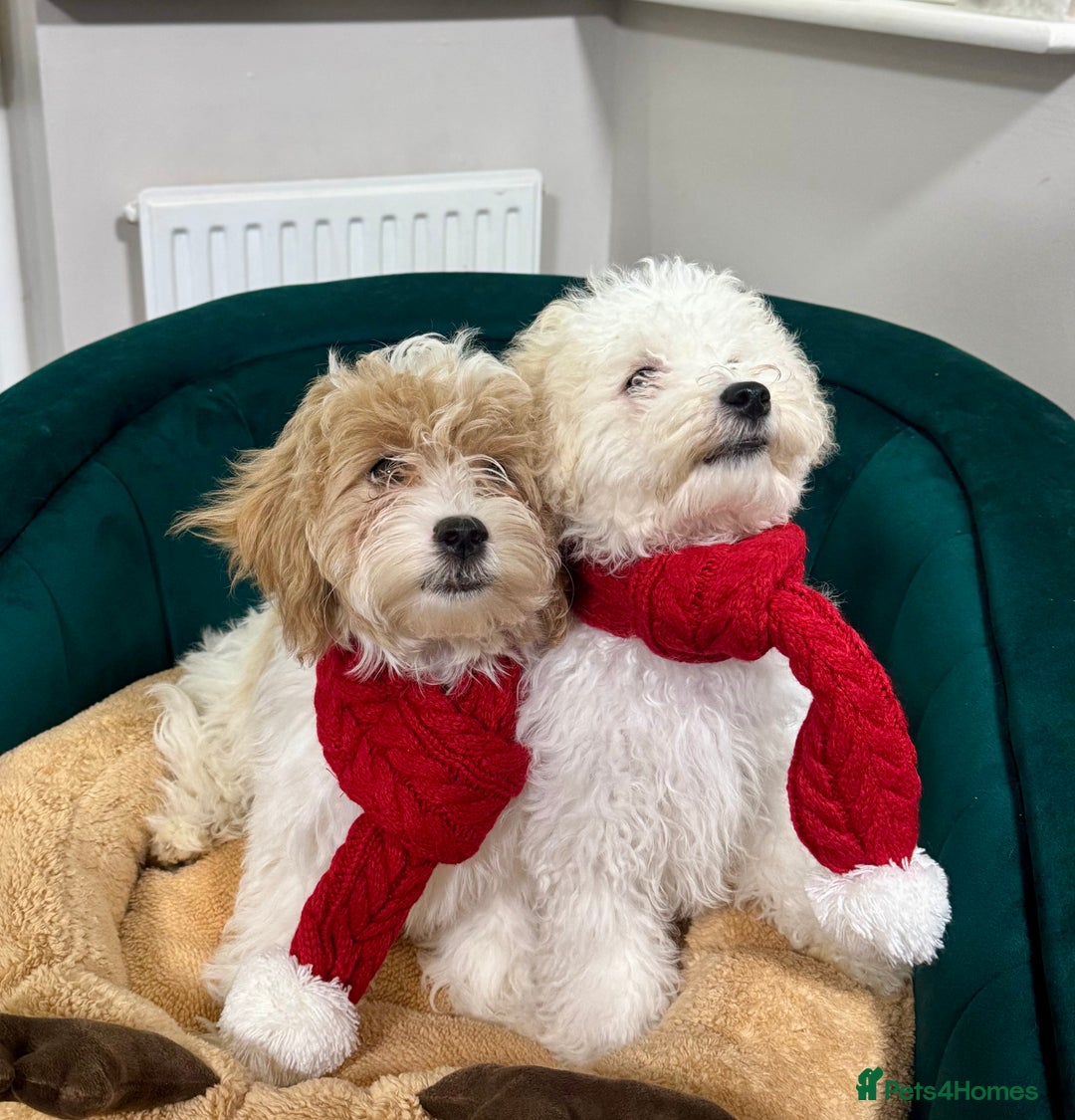 Maltipoo dogs for sale: 2 GORGEOUS FEMALE MALTIPOO PUPPIES - Advert 5