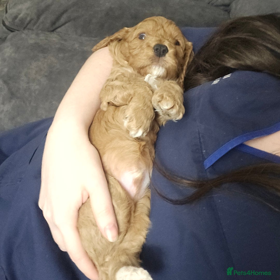 Cavapoo dogs for sale: Gorgeous F1b Toy Cavapoo Babies   - Advert 12