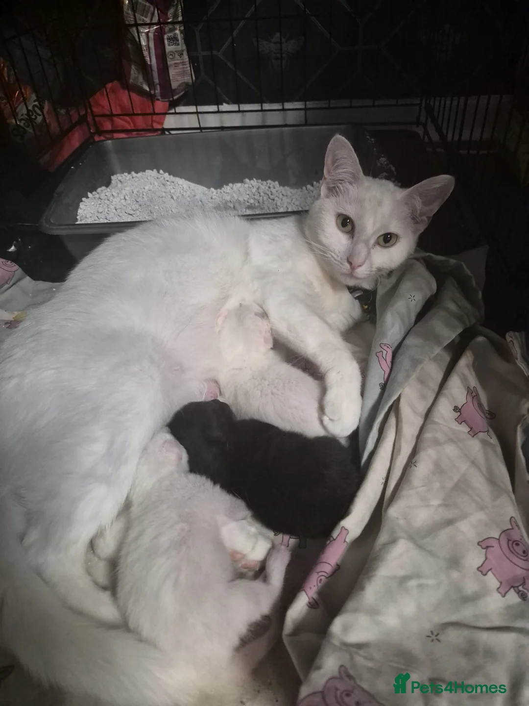 Siamese cats for sale: 3 beautiful kittens  - Advert 1