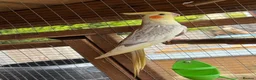 Cockatiels birds for sale: Cockatiels for rehoming - Advert 3