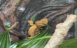 Gecko reptiles for sale: Crested Gecko.  - Image 1