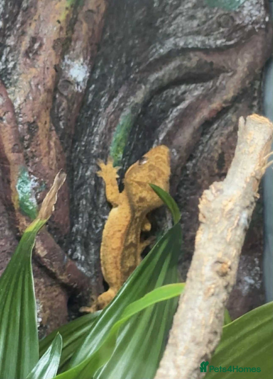 Gecko reptiles for sale: Crested Gecko.  - Image 1