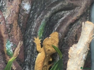 Gecko reptiles - Advert 6