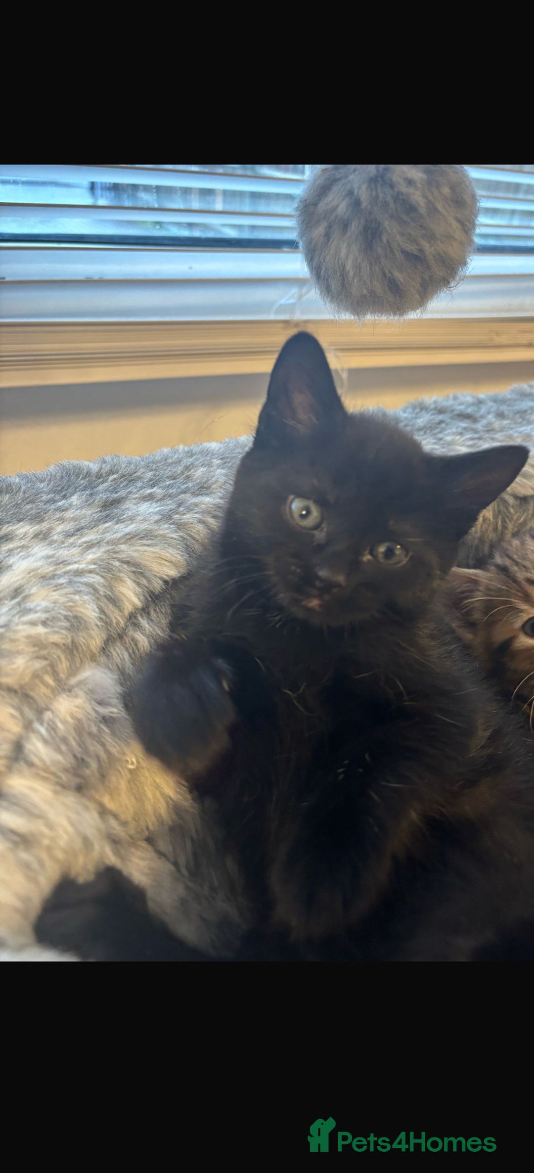 Mixed Breed cats for sale: Two Adorable Male Kittens 🥰😍 - Image 8
