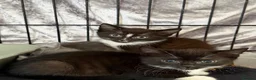 Mixed Breed cats for sale: Kittens for sale  - Advert 4