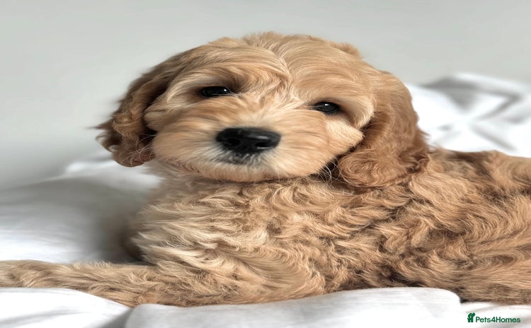 Australian Labradoodle dogs in Northolt - Advert 3