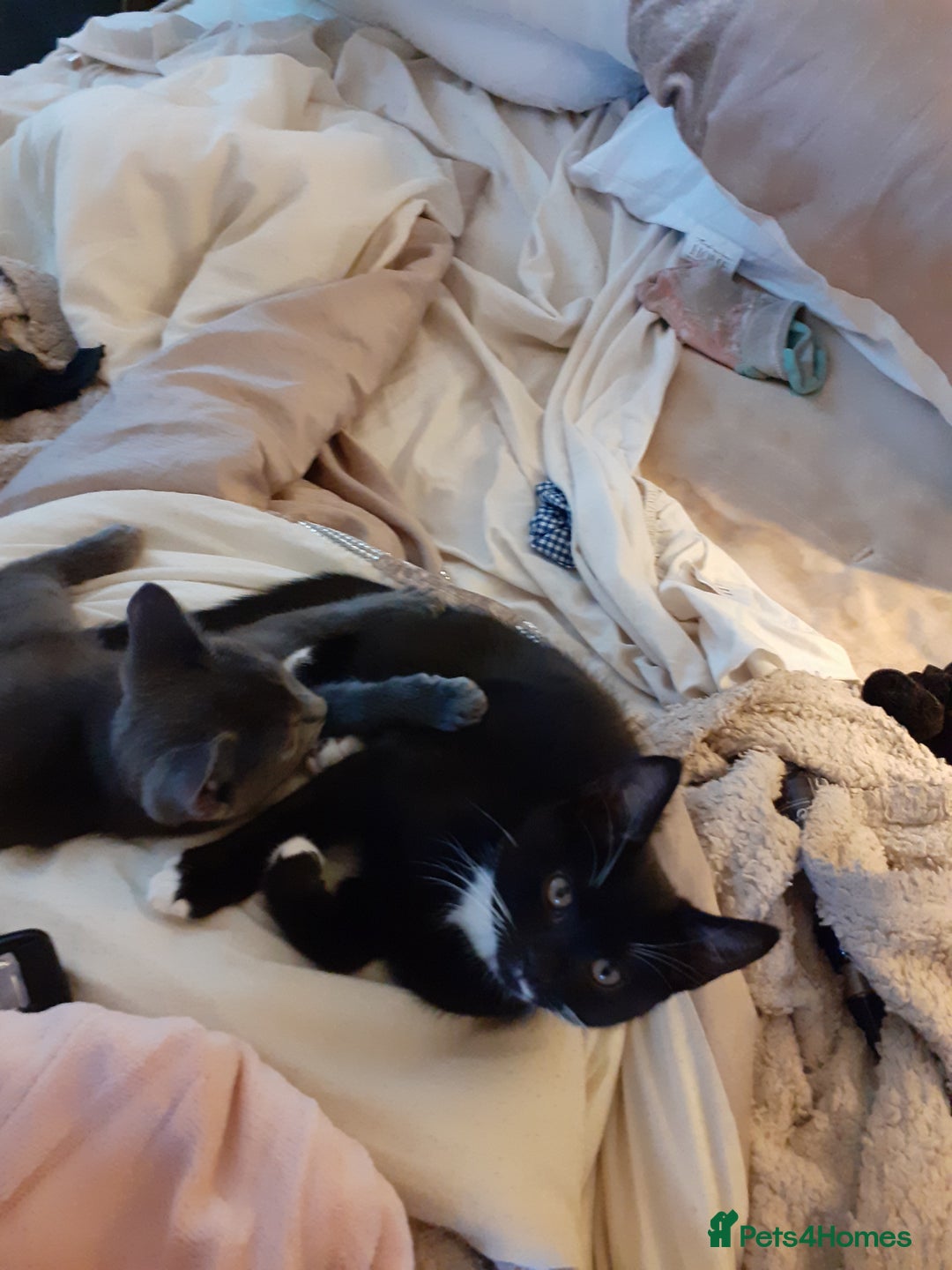 Mixed Breed cats for sale: Gorgeous kittens ready - Advert 7