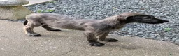 Irish Wolfhound dogs for sale: Irish Wolfhound puppies  - Advert 23