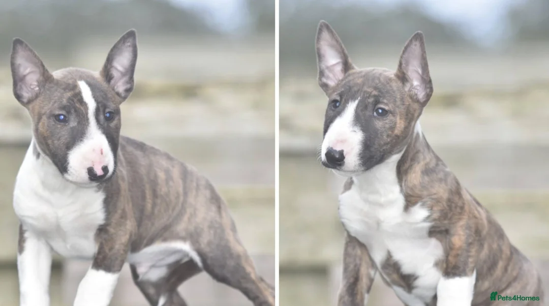 English Bull Terrier dogs for sale: Stunning miniature bull terrier puppies  - Advert 1