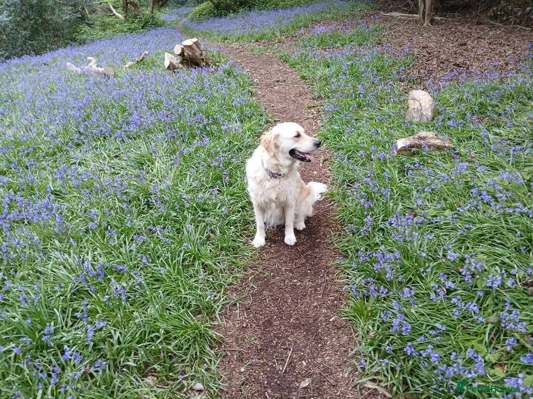 Golden Retriever dogs for sale: Gorgeous Golden Retriever  - Advert 7