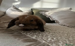 English Lop rabbits for sale: Holland lop/English lop - Image 4
