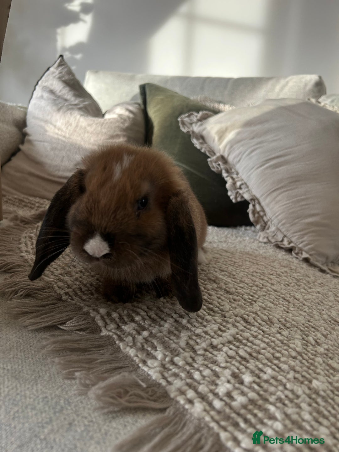 English Lop rabbits for sale: Holland lop/English lop - Image 4
