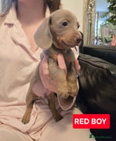 Miniature Dachshund dogs - Advert 12