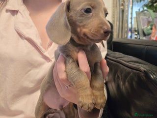 Miniature Dachshund dogs (LAST PUP lEFT CHESPEST KC PUPS ONLINE) - Advert 10