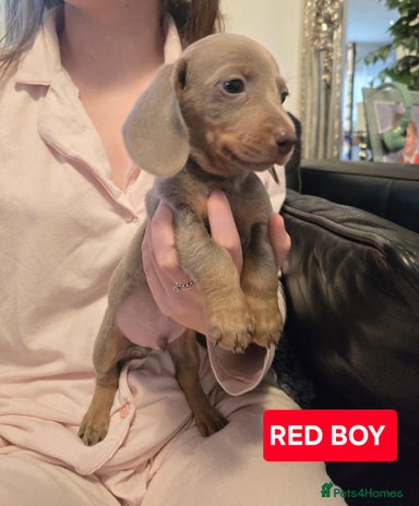 Miniature Dachshund dogs (LAST PUP lEFT CHESPEST KC PUPS ONLINE) - Advert 4