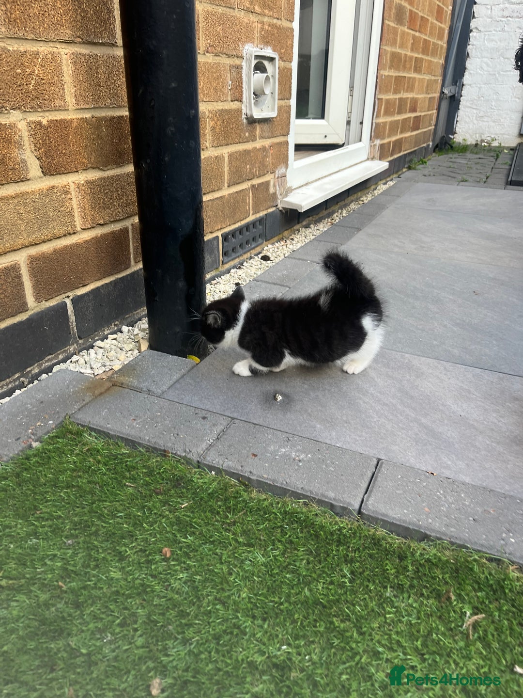 British Shorthair cats for sale: 3 British shorthair kittens  - Image 19