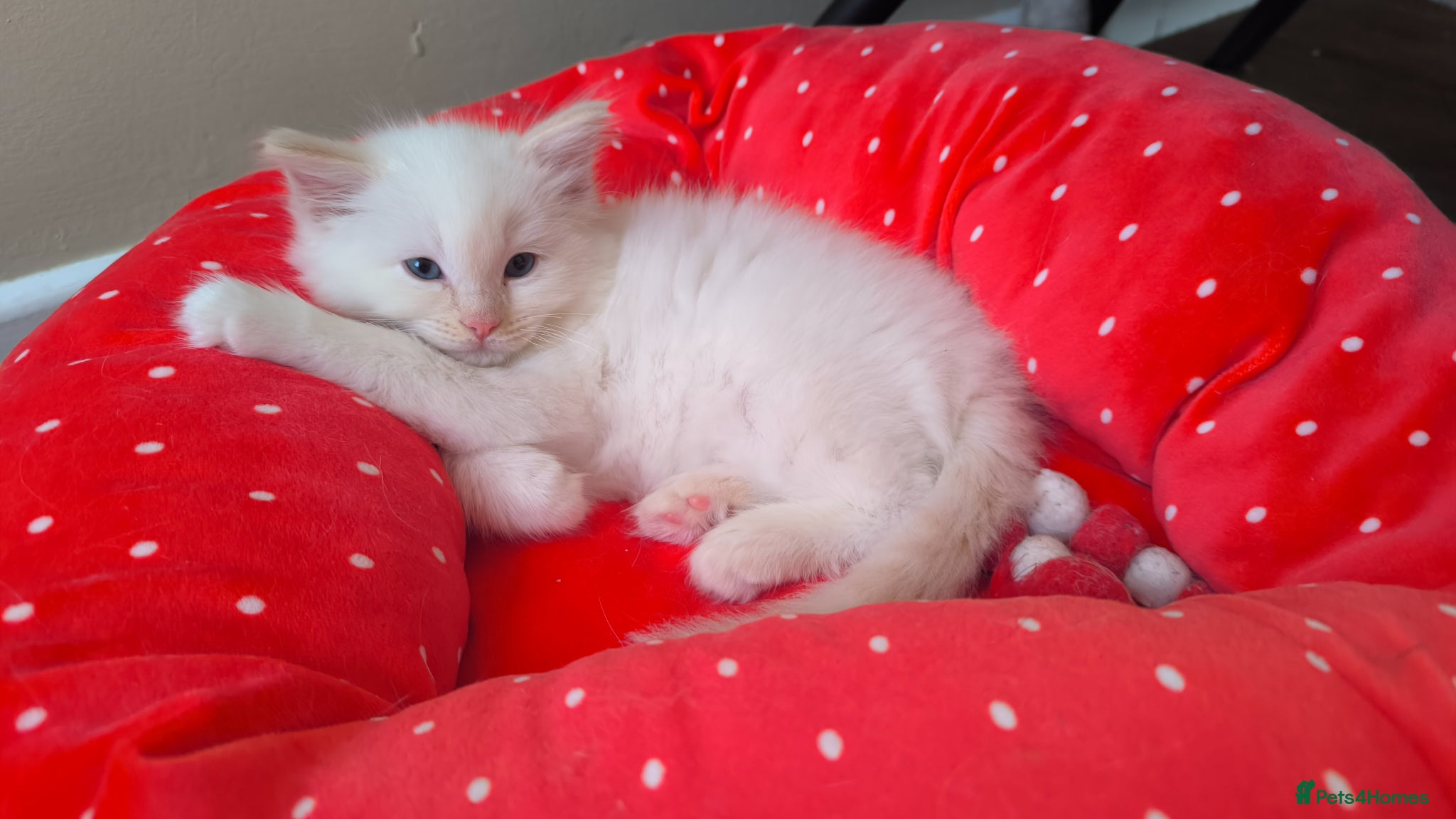 Ragdoll cats for sale: Beautiful ragdolls are looking for a forever home  - Advert 18