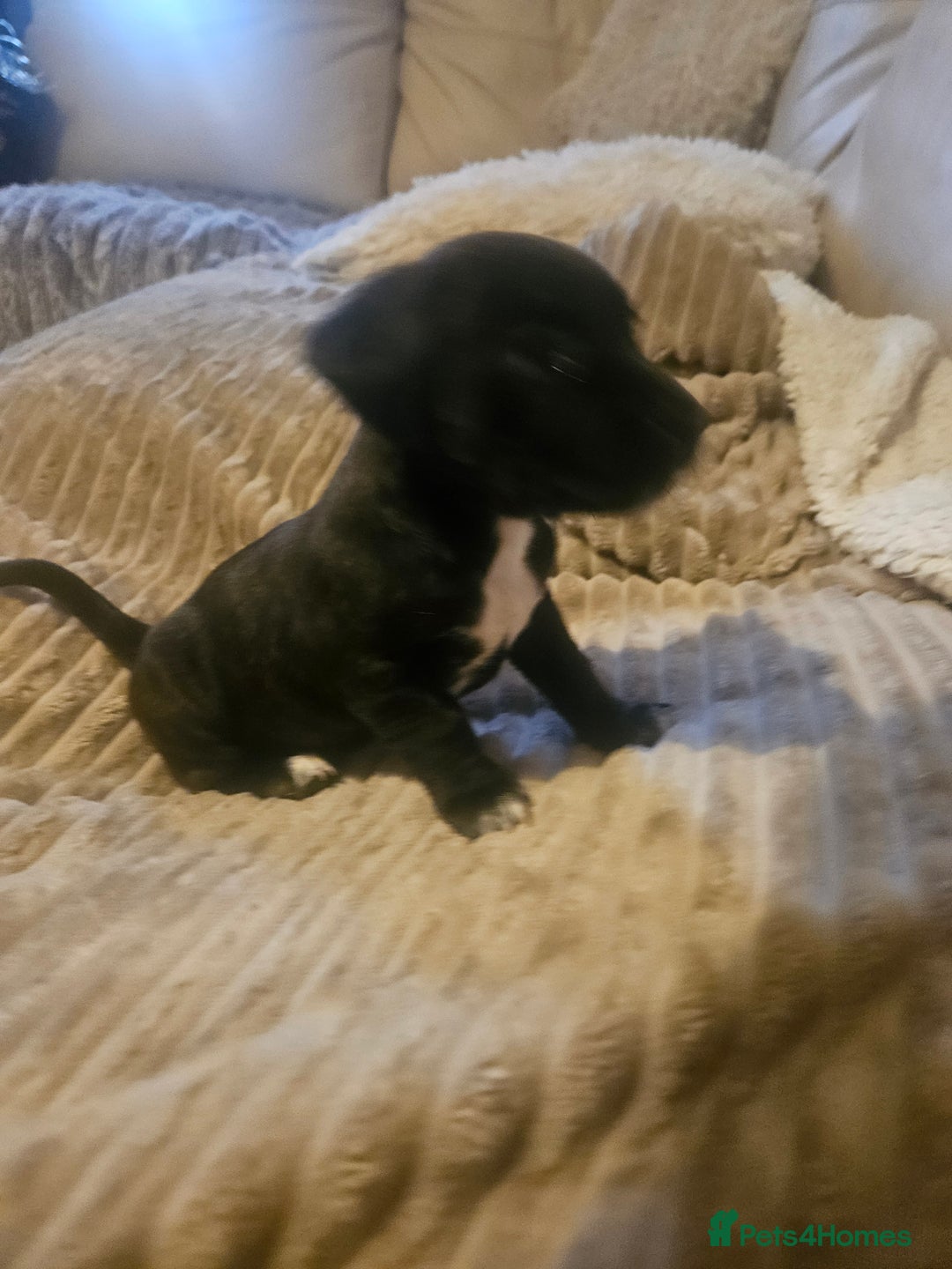 Mixed Breed dogs for sale: Staffy cross jacksui - Advert 18
