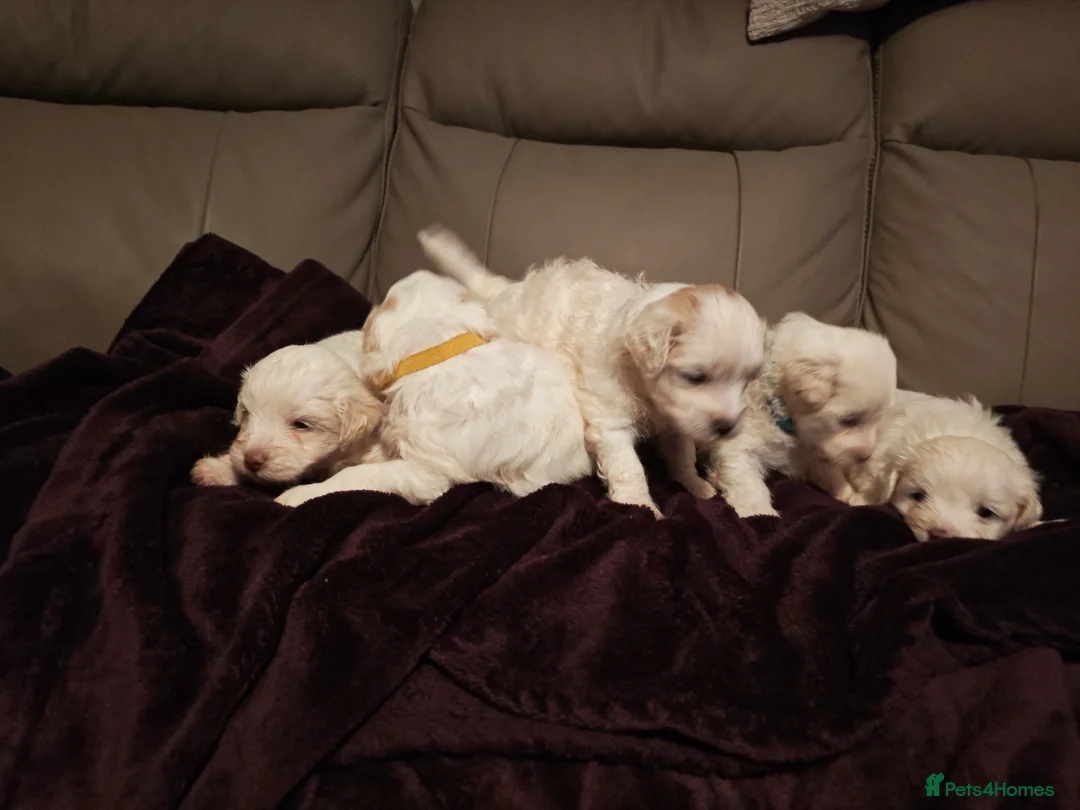 Mixed Breed dogs for sale: Maltipoo x Coton de Tulear Puppies – 5 Males - Advert 15
