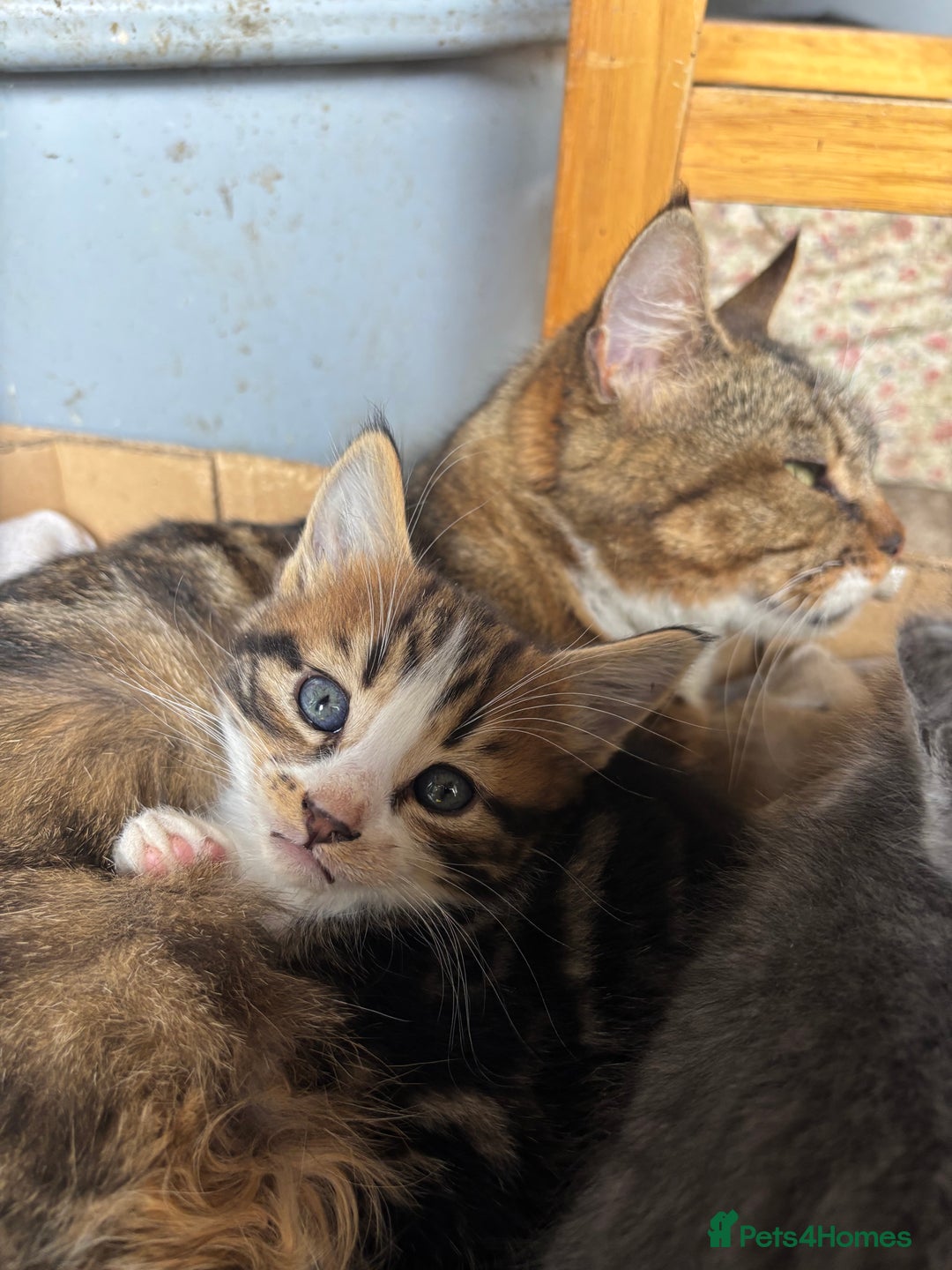 Mixed Breed cats for sale: Gorgeous kittens - Advert 5