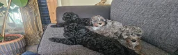 Cavapoo dogs for sale: READYtoday. Cavapoos puppies - Advert 4