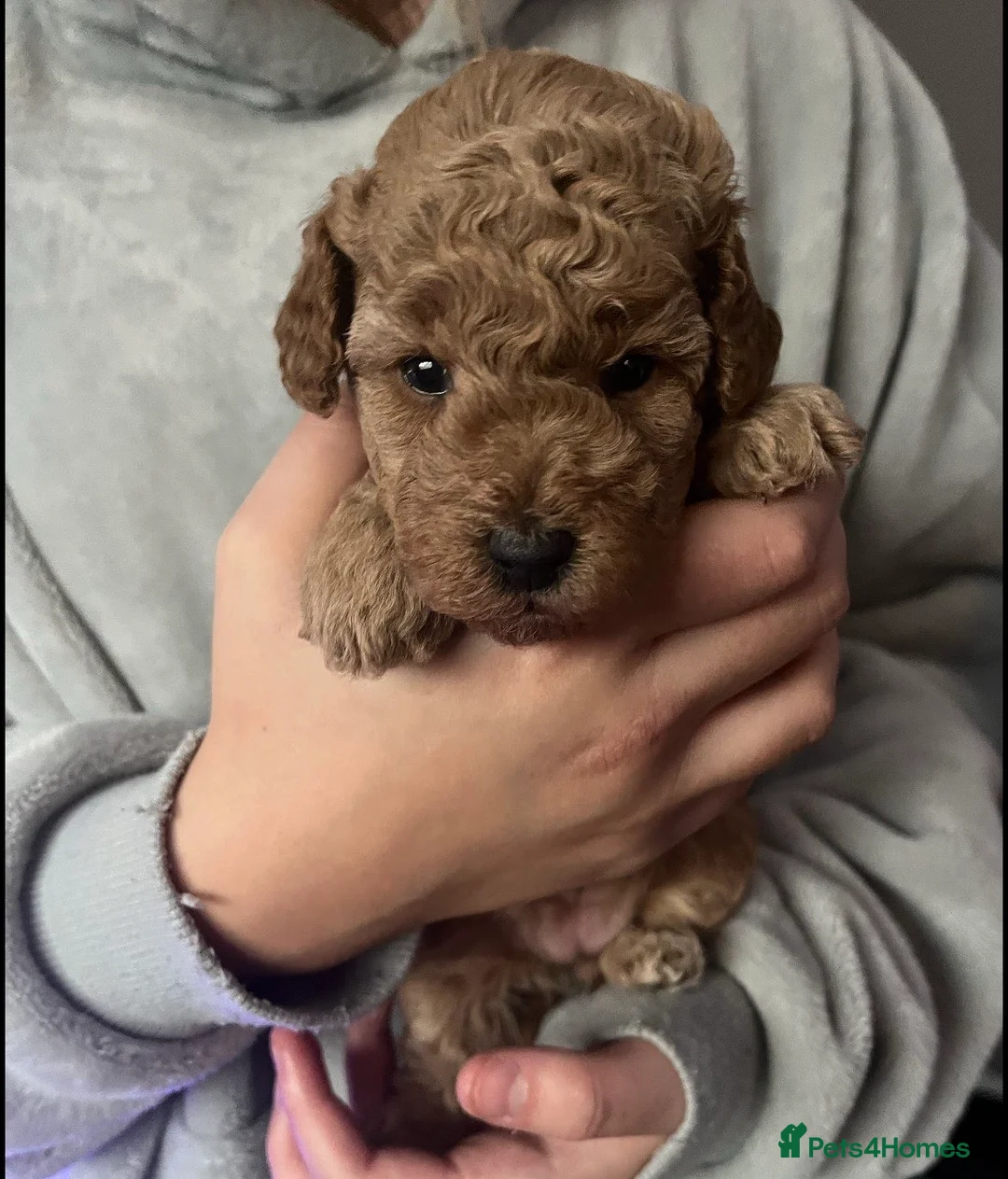 Cockapoo dogs for sale: F1b toy cockapoos - Advert 3