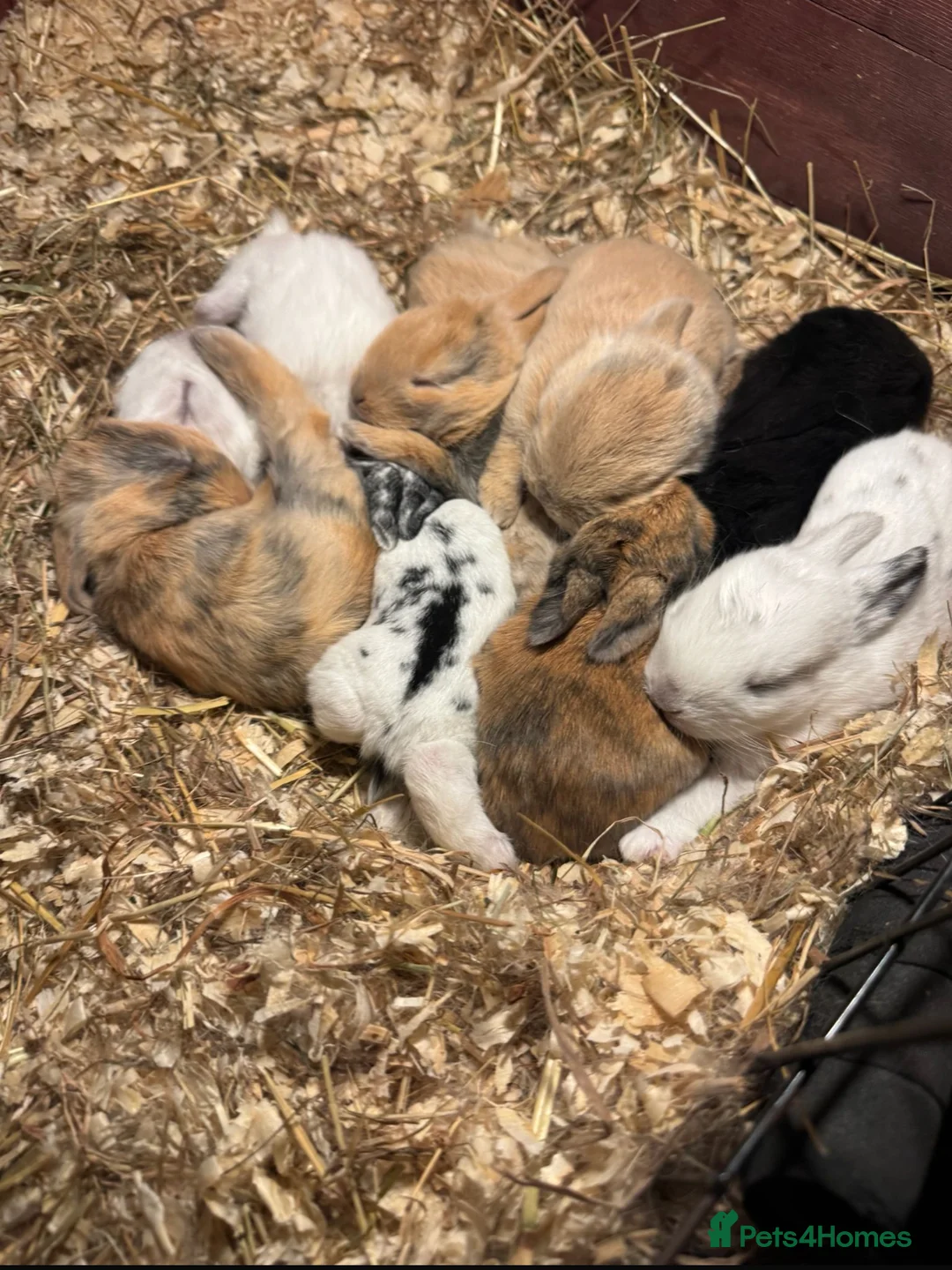 Mini Lop rabbits for sale: Beautiful Mini Lop Bunnies  - Advert 1