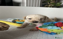 Labrador Retriever dogs for sale: 9 Beautiful Labrador Puppies For Sale  - Image 23