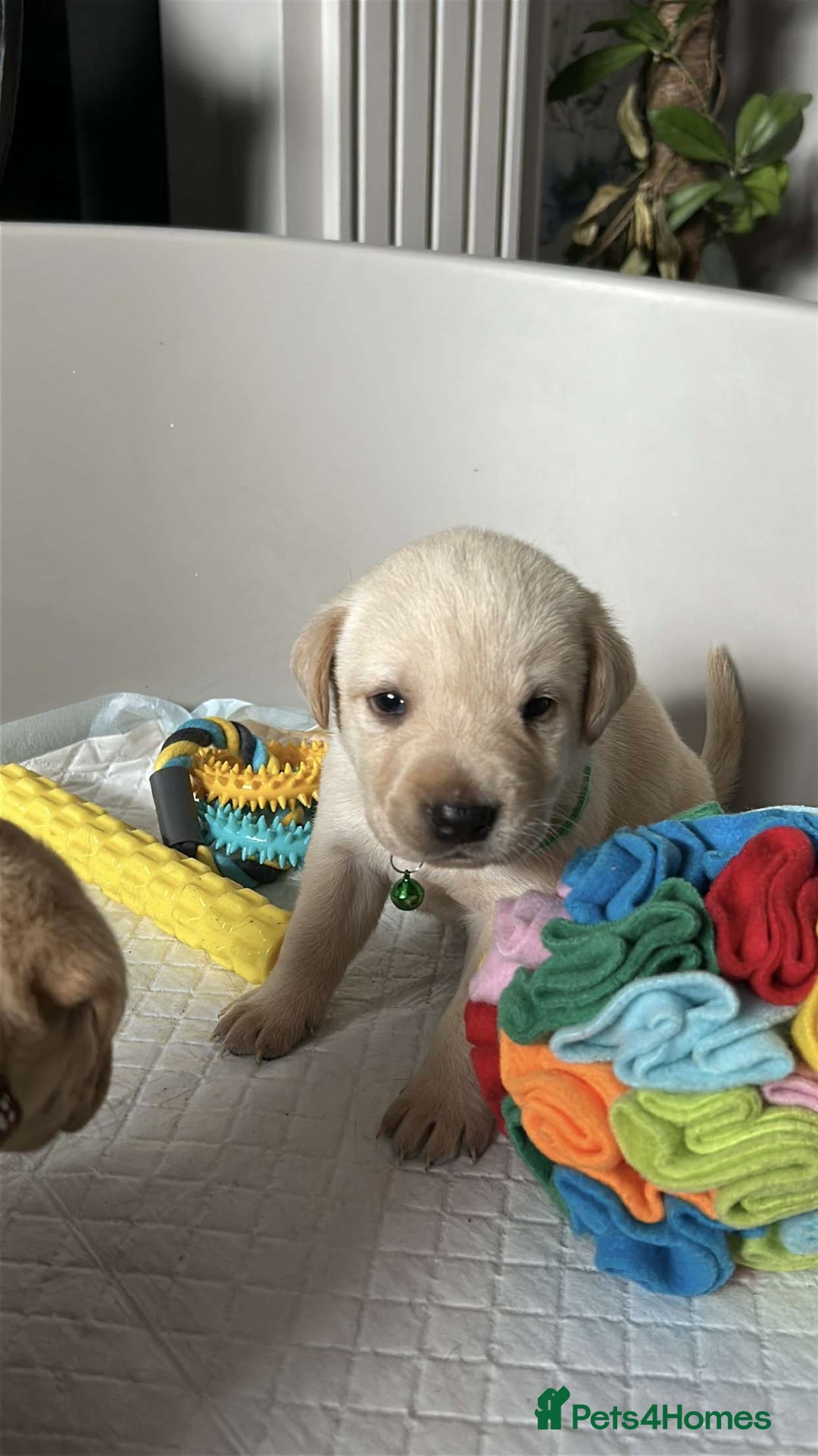 Labrador Retriever dogs for sale: 9 Beautiful Labrador Puppies For Sale  - Image 23