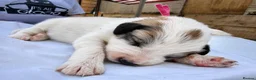 Pyrenean Mountain Dog dogs for sale: Beautiful KC Reg. Pyrenean Mountain Dog Puppies in Coventry - Advert 3