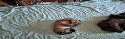 German Shepherd dogs for sale: Beautiful GSD puppies - Advert 10