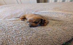 Miniature Dachshund dogs for sale: Miniature Dachshund Puppies For Sale  - Advert 11