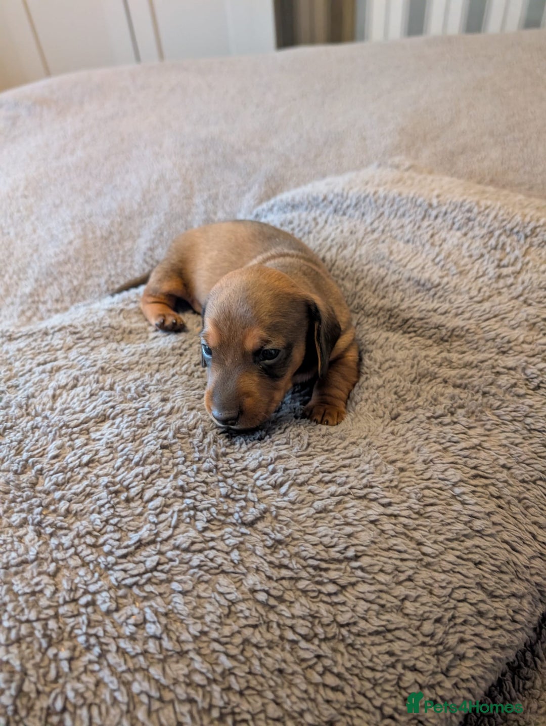 Miniature Dachshund dogs for sale: Miniature Dachshund Puppies For Sale  - Advert 11