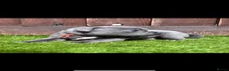 Staffordshire Bull Terrier dogs for sale: KC Staffordshire bull terrier Pharaon puppies  - Advert 7