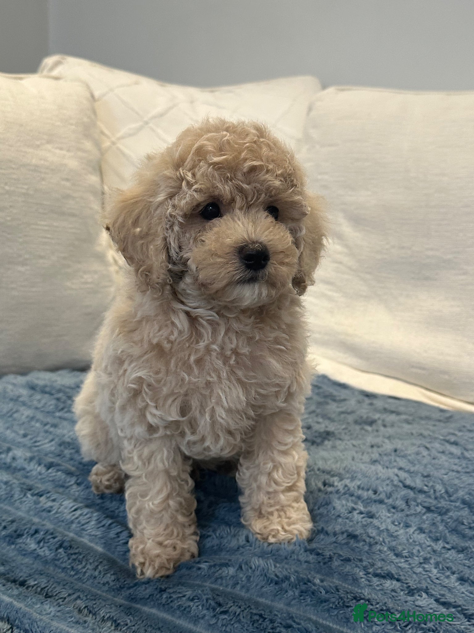 Maltipoo dogs 🐶 Beautiful Maltipoo Boys Available 🐶 - Advert 1