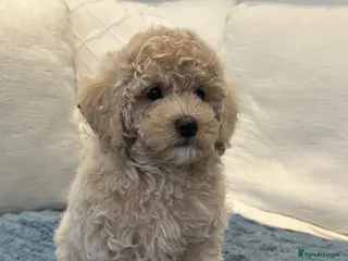 Maltipoo dogs 🐶 Beautiful Maltipoo Boys Available 🐶 - Advert 15