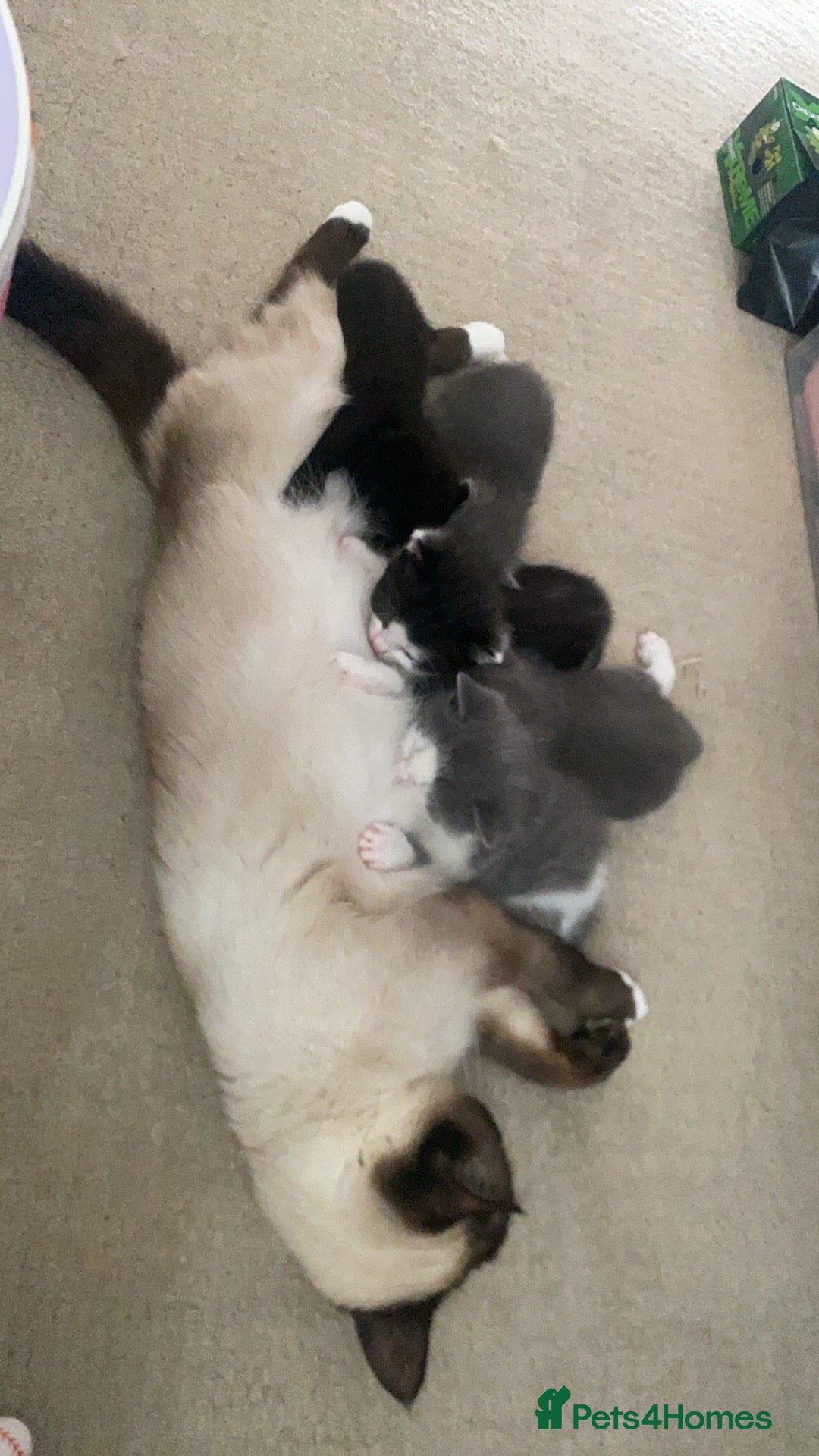 Himalayan cats for sale: Himalayan x Maine Coon Kittens – Ready Soon! - Image 27