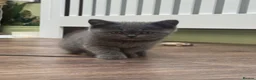 Scottish Fold cats for sale: Ready for rehoming! Registered Scottish striaghts  - Advert 1