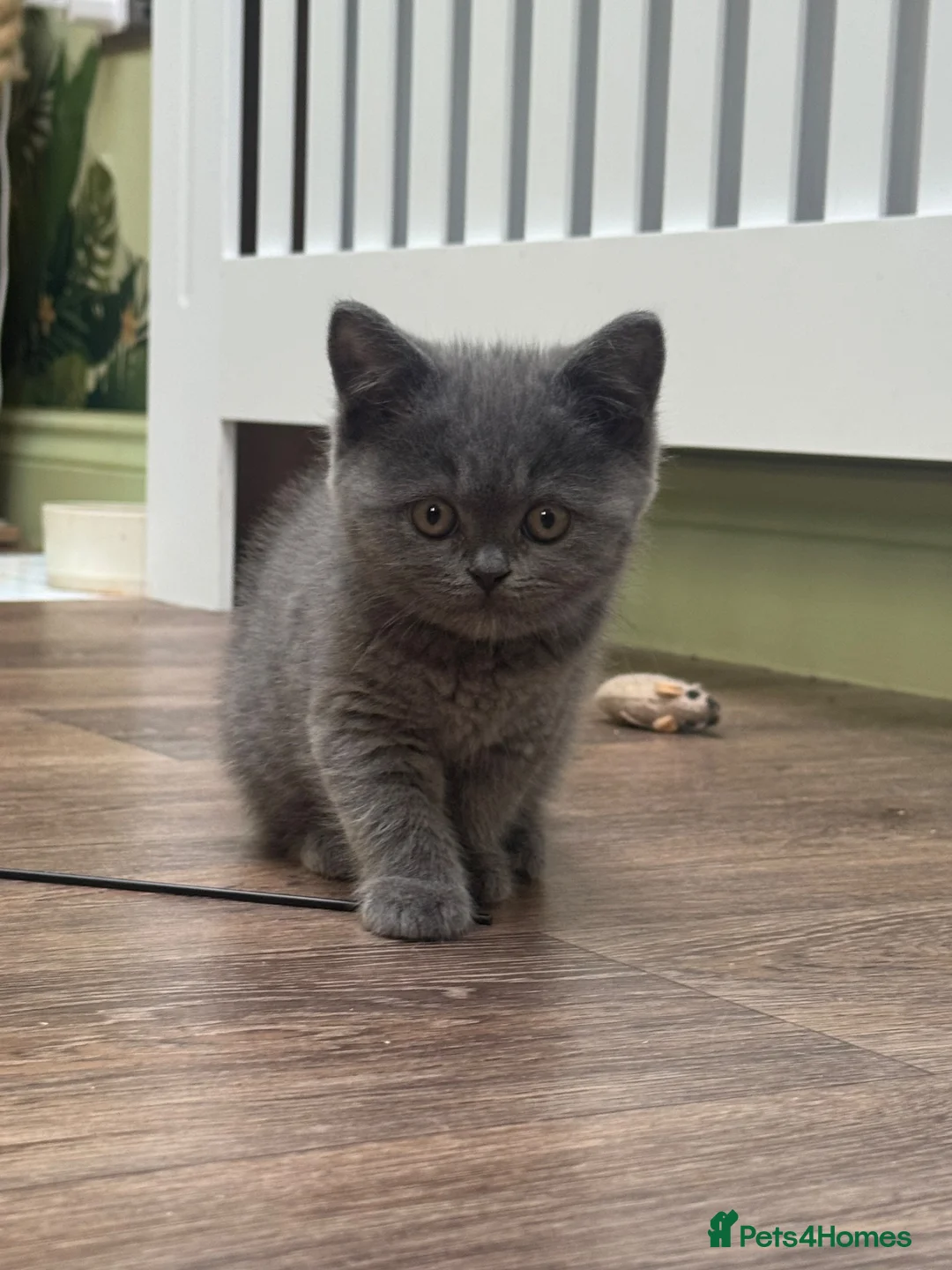 Scottish Fold cats for sale: Ready for rehoming! Registered Scottish striaghts  - Advert 1