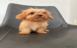 Cavapoo dogs for sale: Beautiful Cavapoo Puppies - Image 3