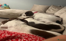 English Springer Spaniel dogs for sale: Female springer spaniel pup - Image 4